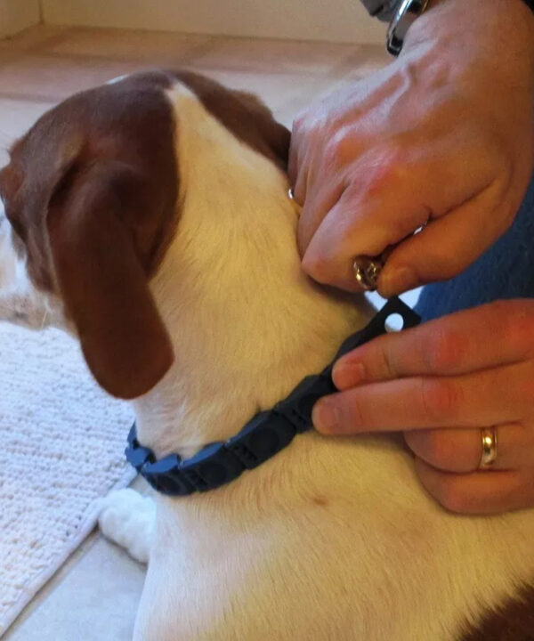 طوق الكلاب التعليمي Command collar